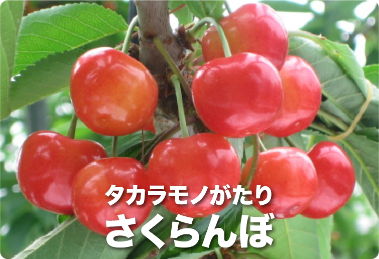 タカラモノがたり さくらんぼ