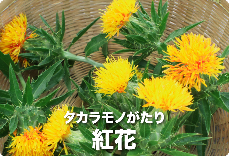 タカラモノがたり 紅花
