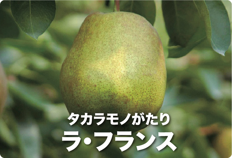 タカラモノがたり ラ・フランス